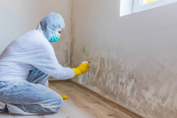 Licensed Mold Removal service in Rutherford, PA - WQB Mold Removal